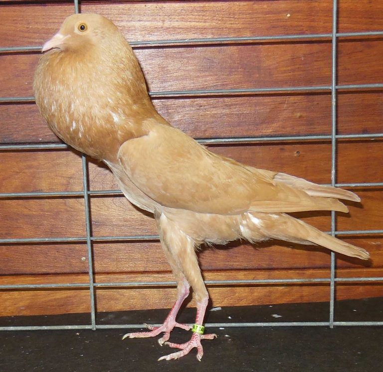 Brunner Pouter Pigeons ( Brnenski volác ) Pigeontype