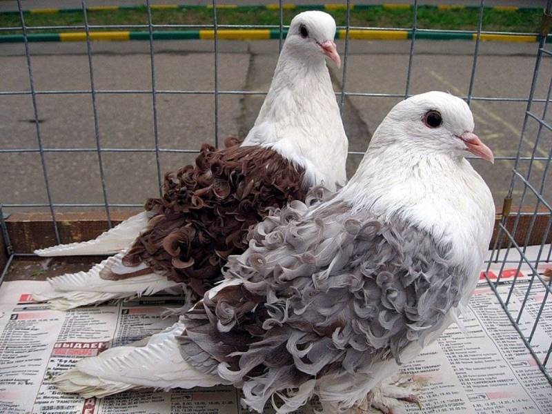 frillback pigeons