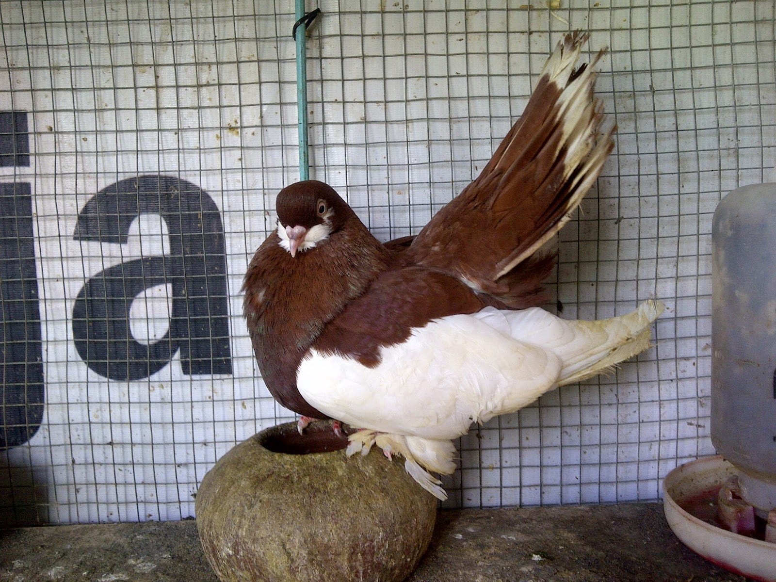 Volga Tumbler Pigeons Pigeontype