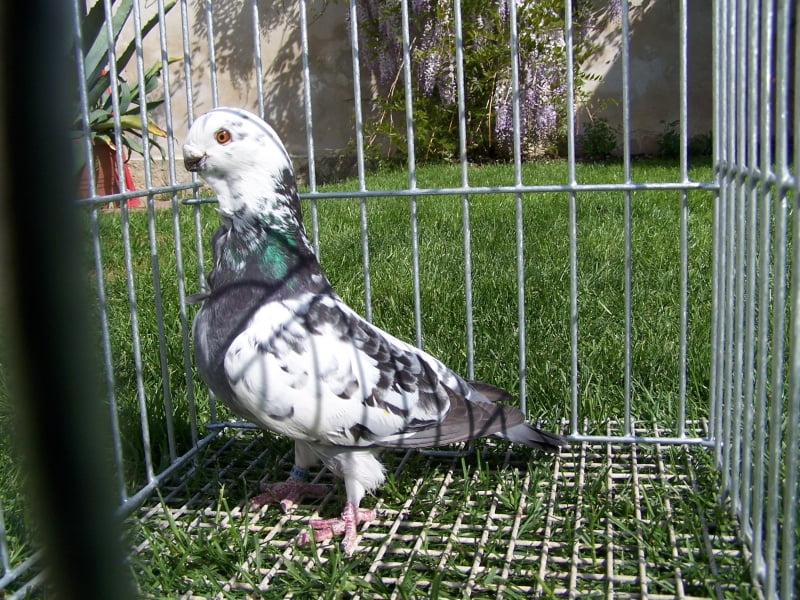 5 sentences about dove in english picture