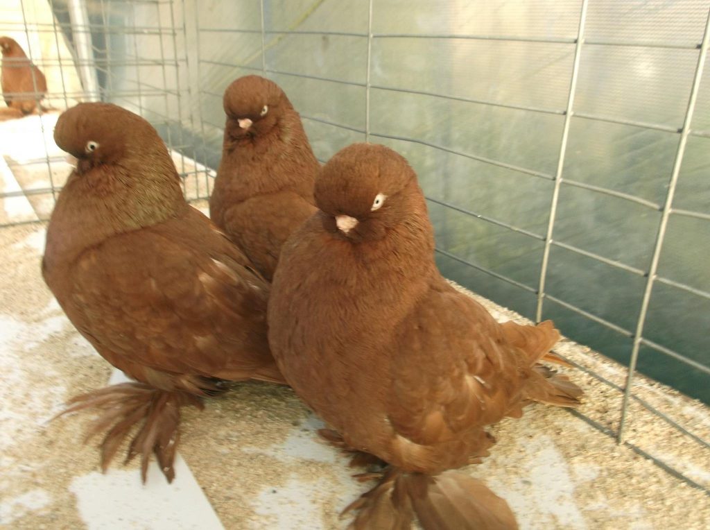 English LongFaced Tumbler, muffed Pigeontype