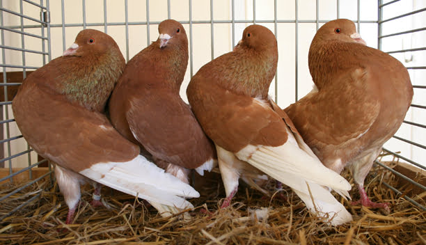 ringbater -pigeons
