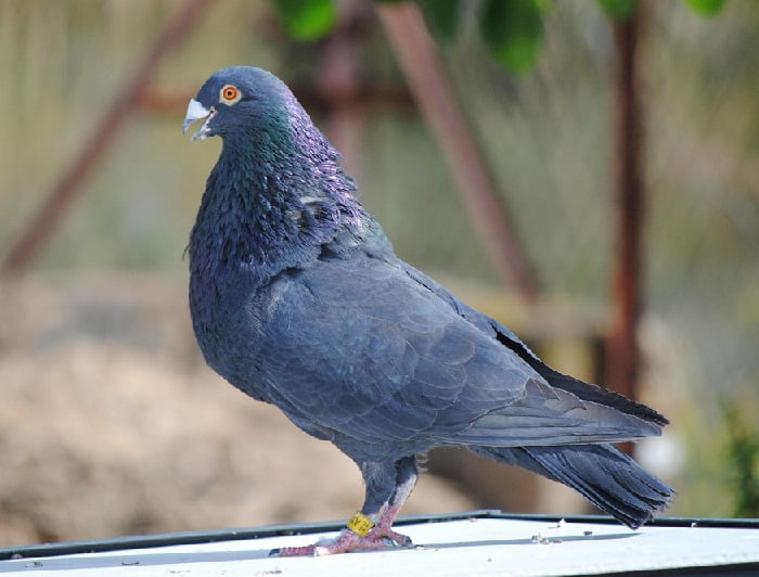 pouter - cropper - pigeons