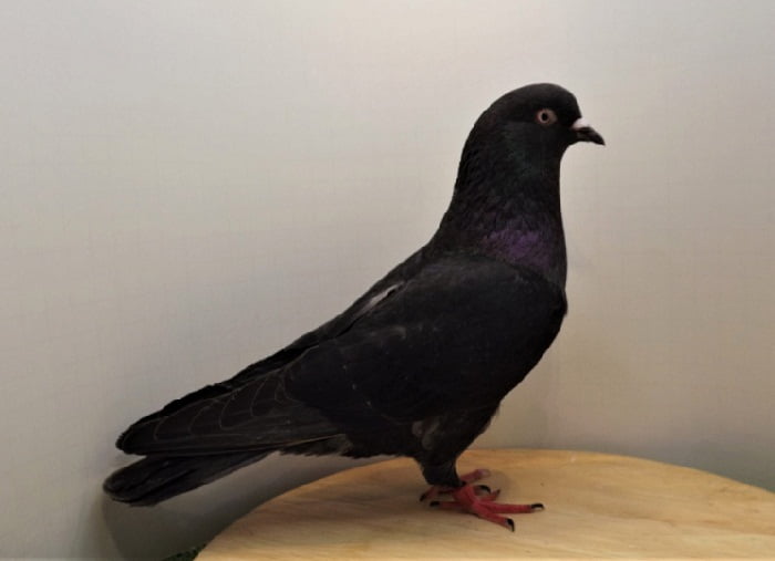 American Flying Tumbler AFT Pigeontype