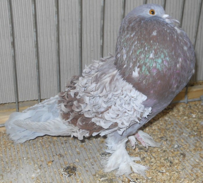 pigeon roux