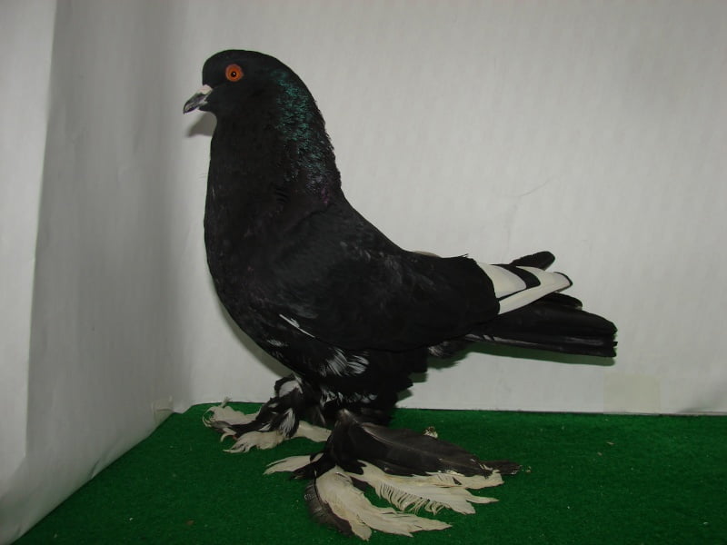 pure breeds - pigeons