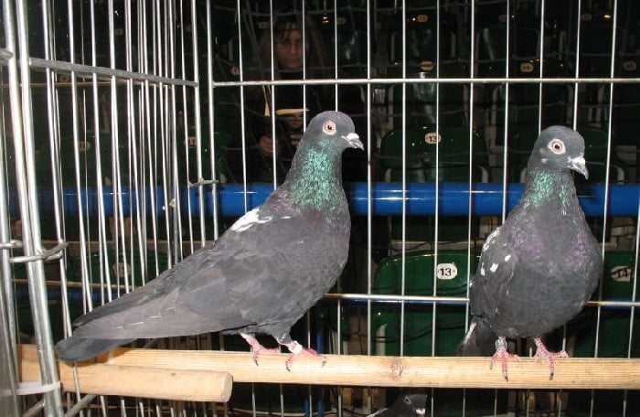black tippler - pigeons - tippler