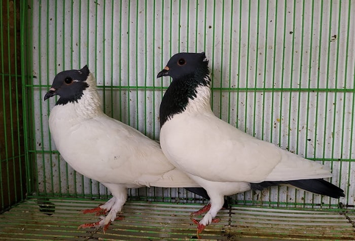 indonesian pigeons - songkop
