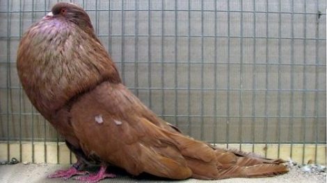 Altdeutscher Kröpfer