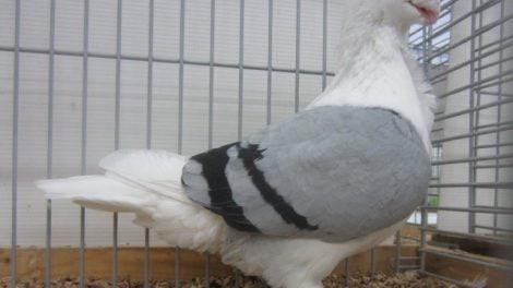 Antwerp Smerle - Antwerpse Smierel-owl pigeons