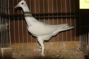 Berlin Long-Faced Tumbler