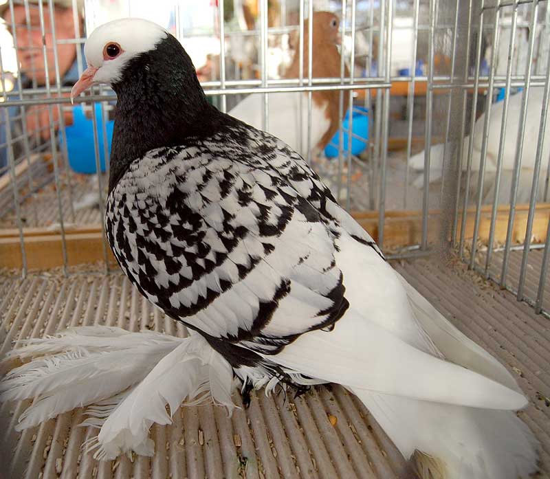 muffed pigeons - colour pigeons - Sächsische Mönchtaube