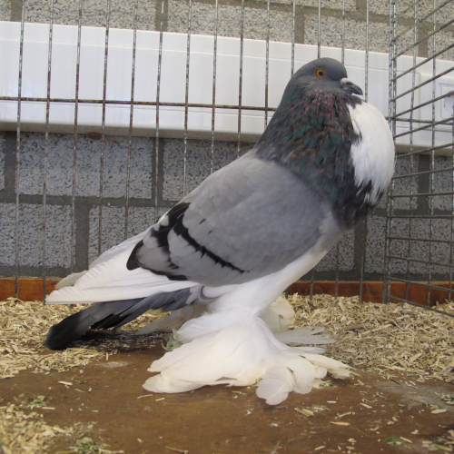 Dutch Cropper - cropper pigeons