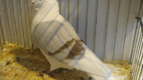 flanders smerle - owl pigeons