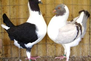 tlorentiner - florentino - hen pigeons