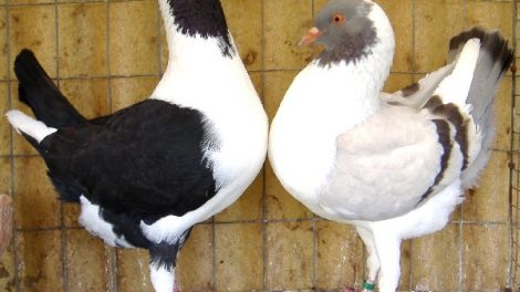 tlorentiner - florentino - hen pigeons
