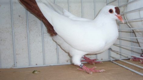 Heurté de Thuringe - color pigeons