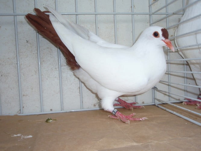Heurté de Thuringe - color pigeons