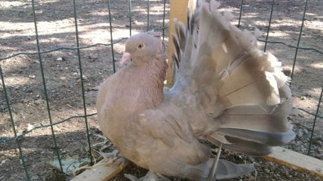 indian fantail - structure pigeons - american fantail pigeons