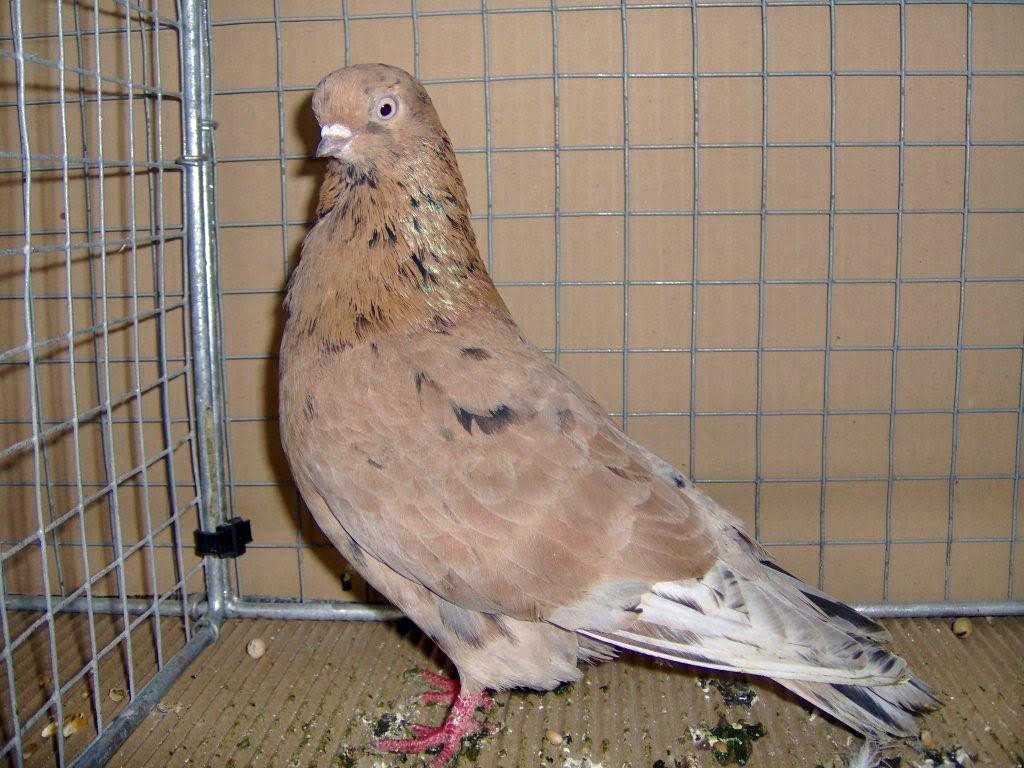 tumbler pigeons - Portuguese