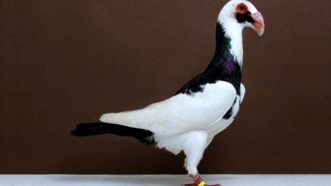 scandaroon - iskenderun - bagdadi - bagdad