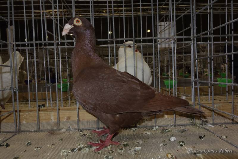 wattle pigeons - brown bagdad pigeons