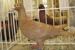 Szolnok Bagdad - Szolnoki Bagdetta - wattle pigeons
