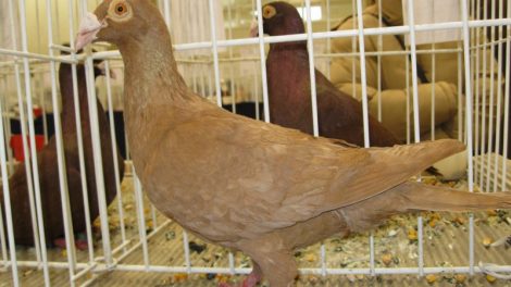 Szolnok Bagdad - Szolnoki Bagdetta - wattle pigeons