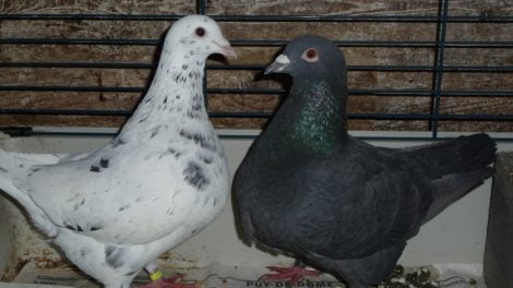 texan pioneer breeds - pigeontype