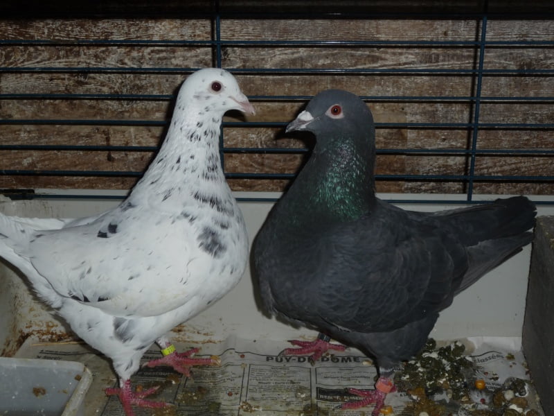 texan pioneer breeds - pigeontype