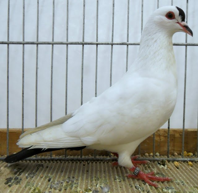 Thuringian Spot - german color pigeons