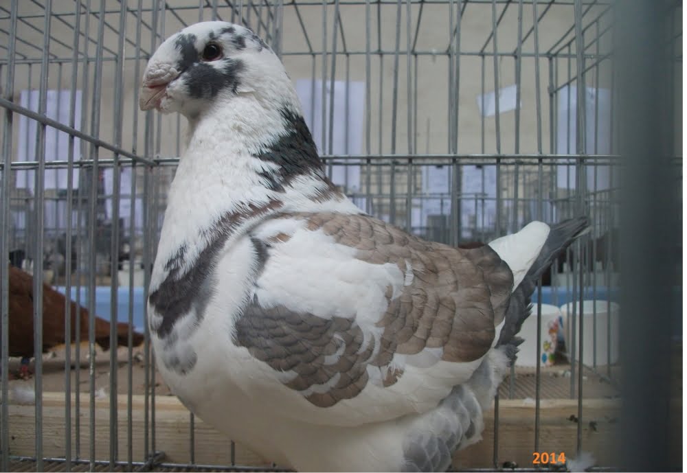 american giant homer pigeon