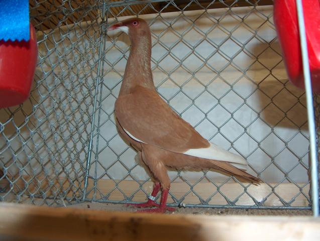 yellow german long face tumbler pigeons - german pigeons