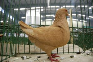 Benesov Pigeon - form pigeons - yellow pigeons