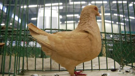 Benesov Pigeon - form pigeons - yellow pigeons