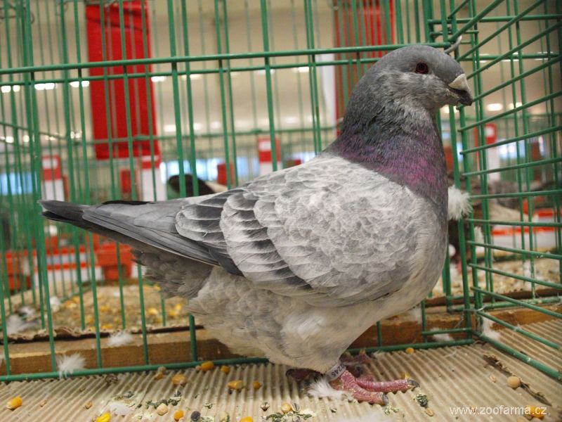 giant homer pigeons - kabootar photos