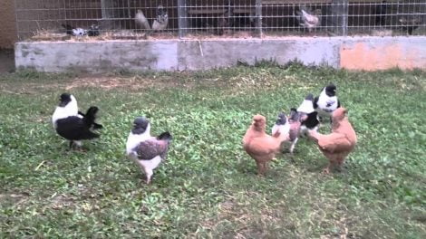 modena pigeons videos