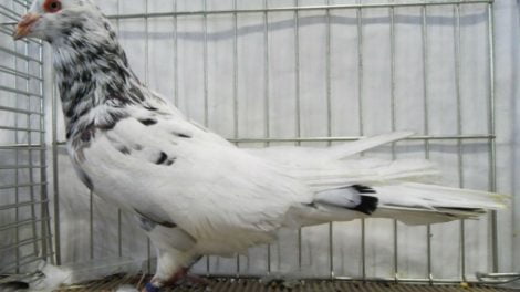 römer tauben - romain - runt pigeons