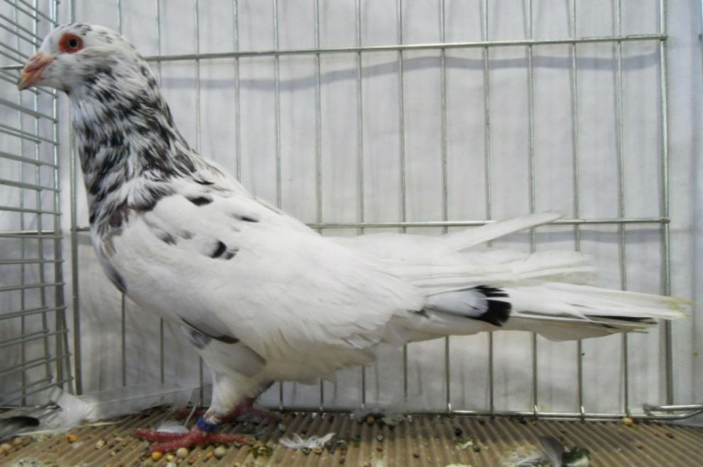 römer tauben - romain - runt pigeons
