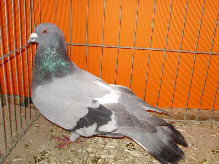 utility pigeons