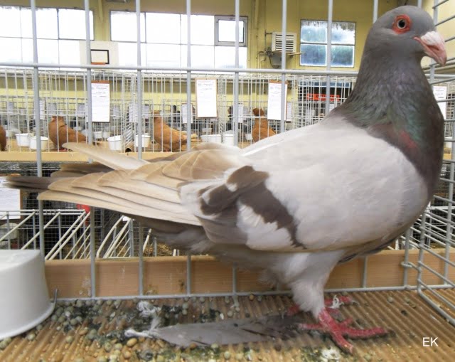 runt pigeon breed - french form pigeons - roman runt pigeons