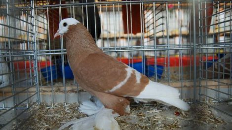 saxon monk pigeons - colour pigeons