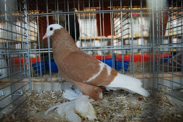 saxon monk pigeons - colour pigeons