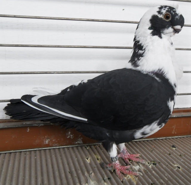 african owl - owl pigeons - taıben