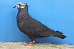 Berne Tigerhead - colour pigeons