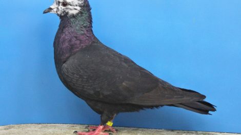 Berne Tigerhead - colour pigeons