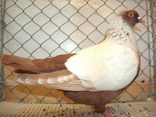 Chardonneret Danois - color pigeons