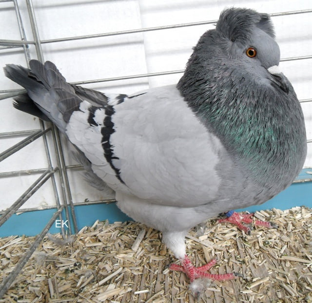 Crested Soultz - french pigeons