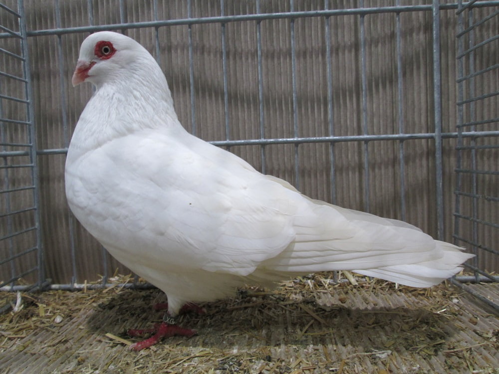 pigeons de Culbutant