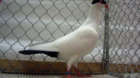 danish rumbler - tumbler pigeons